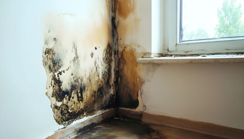 Mold Removal in West Palm Beach, FL